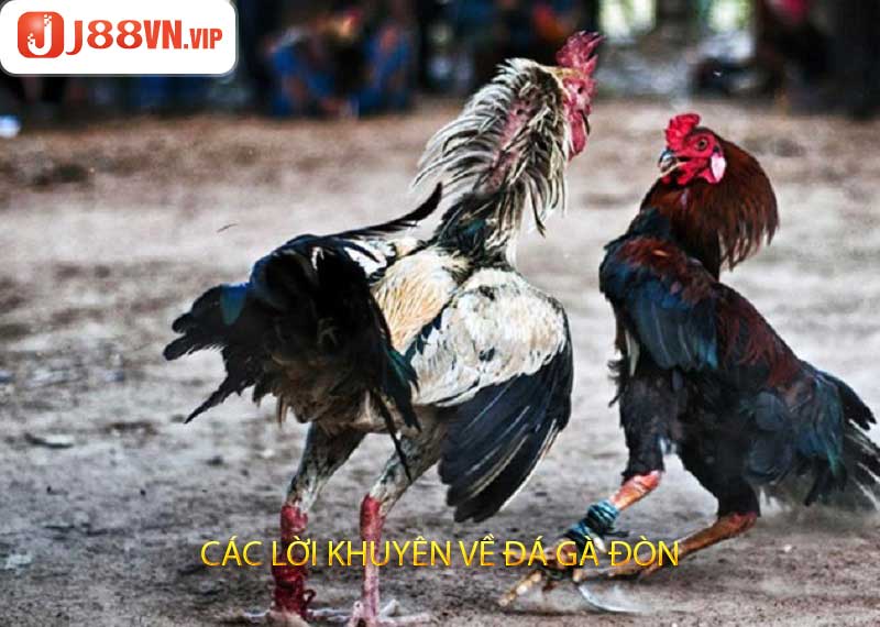 Các Lời Khuyên Về Đá Gà Đòn