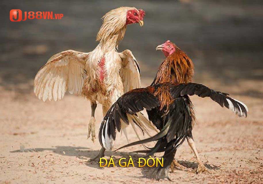 đá gà đòn